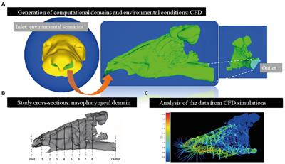 Advancements in veterinary medicine: the use of Flowgy for nasal airflow simulation and surgical predictions in big felids (a case study in lions)